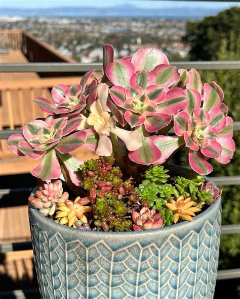 Rose Witch Succulents: The Perfect Gift for Witches and Nature Lovers